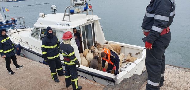 Qara dənizdə gəmi çevrildi: 14 min qoyun batdı – FOTO