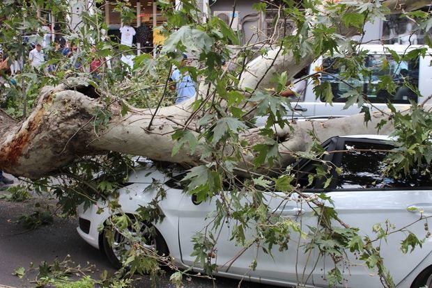 Bakıda güclü külək ağacları maşınların üzərinə aşırdı – FOTO