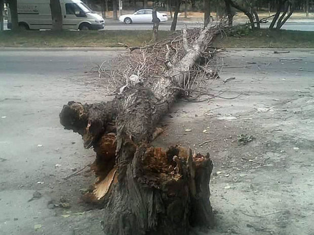 Güclü külək Bakıda ağacları aşırdı – FOTO