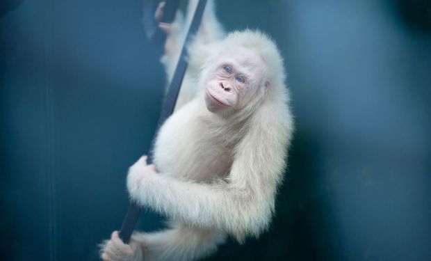 Dünyada yeganə albinos oranqutan təsbit edilib – FOTO