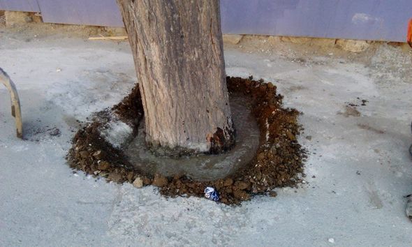 Bakıda ağacların dibini betonlayan şirkət cəzalandırıldı – FOTO