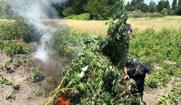 Ağdaşda bir tondan çox narkotik bitki məhv edildi – FOTO